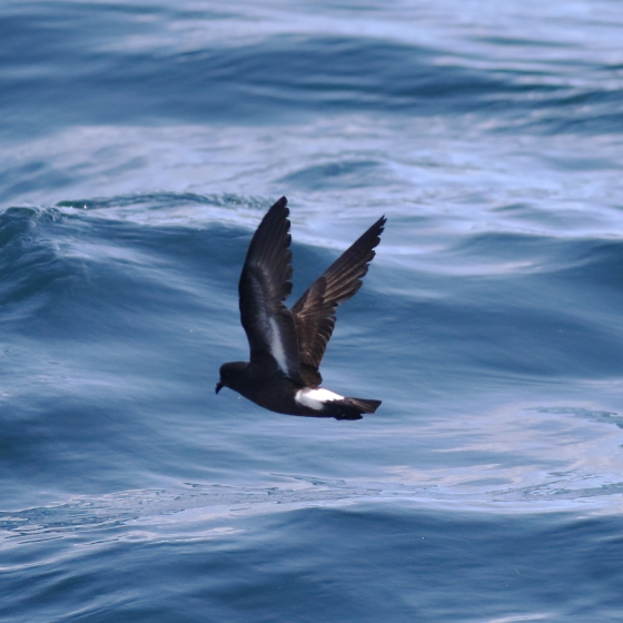 Storm Petrel BTO British Trust for Ornithology